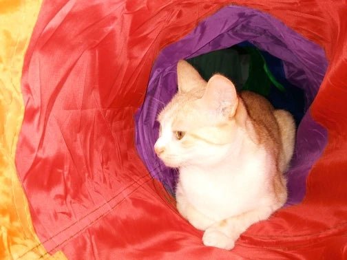 Tunnel pour chat - colorfultunnelâą