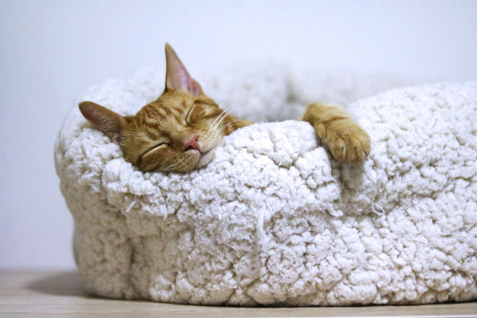 Niche pour Chat : Comment Choisir la Meilleure (Guide Complet).