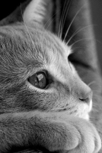 Souvent ils aiment aussi s'isoler du regard extérieur pour entamer leurs sieste. Il est alors intéressant de leurs offrir un accessoire alliant confort et protection 