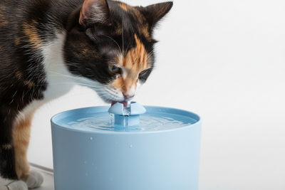 chat découvre la fontaine à eau chat