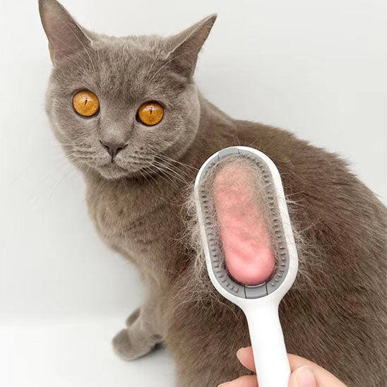 Brosse-chat-couche-regarde-sa-maitresse