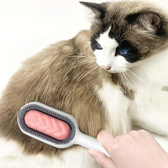 Brosse-chat-avec-de-l'eau