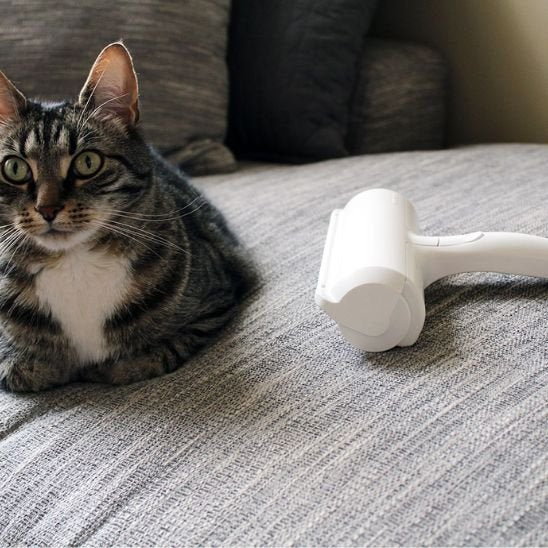 Brosse anti poil le chat coucher sur le canapé