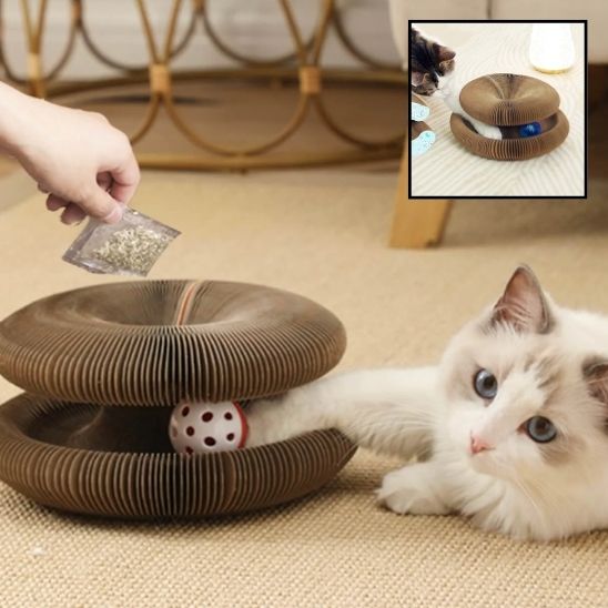 Chat-qui-joue-avec-la-bal-coucher