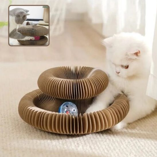 Chat-qui-joue-avec-la-bal