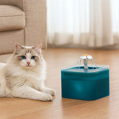 Fontaine-a-eau-Chat-chat-blanc-coucher-a-cote