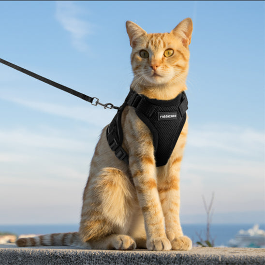Harnais pour Chat | Sécurifélin