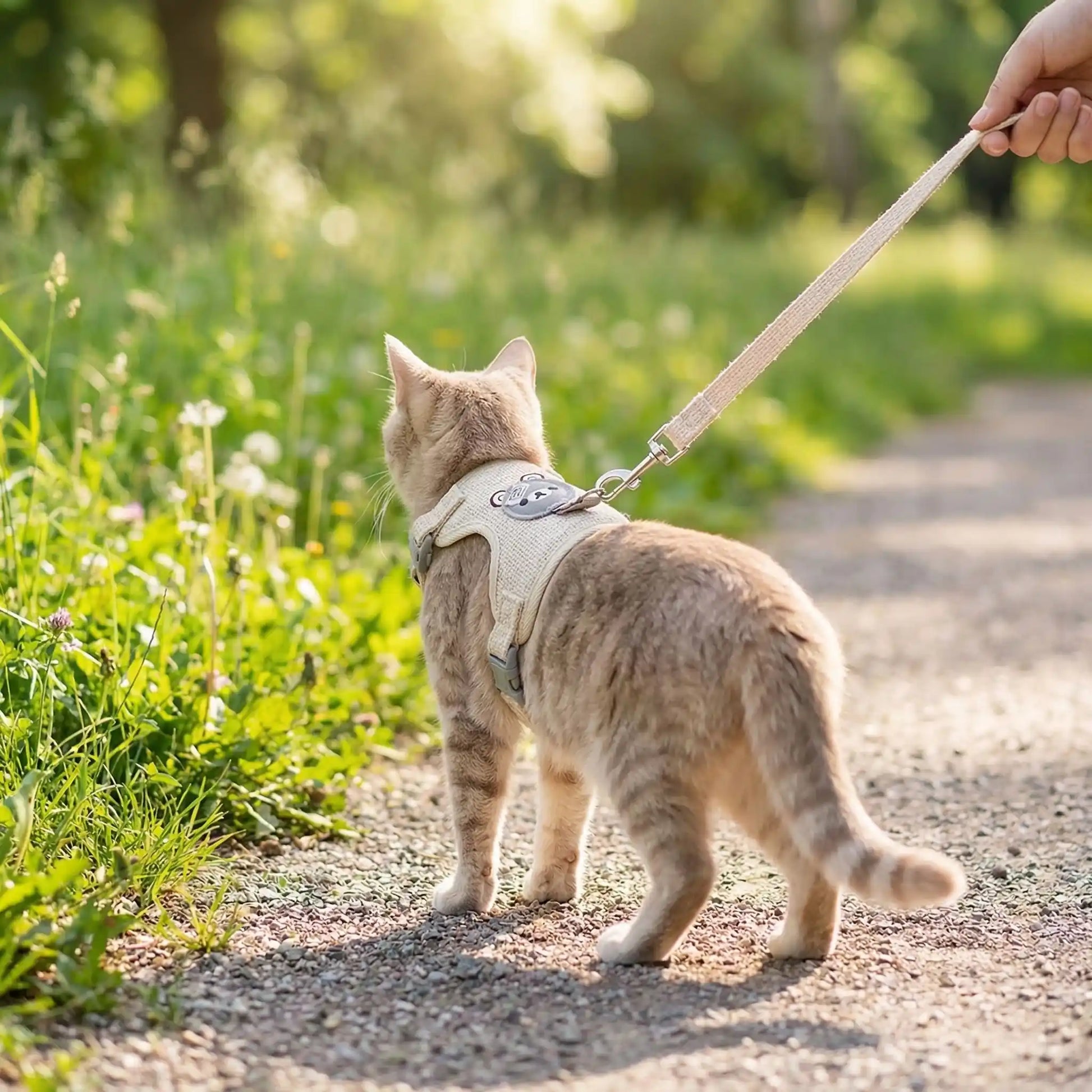 chat-en-laisse-regarde-au-loin