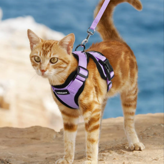 Minou en promenade avec son harnais pour chat