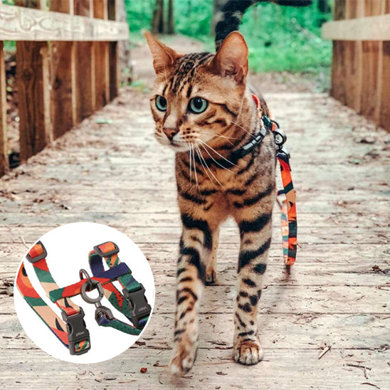 Laisse pour chat | multicolore