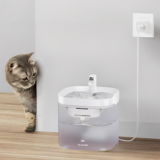 Fontaine-a-eau-chat-intéressé-par-la-fontaine