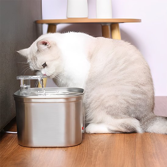 Fontaine-a-eau-chat-regarde