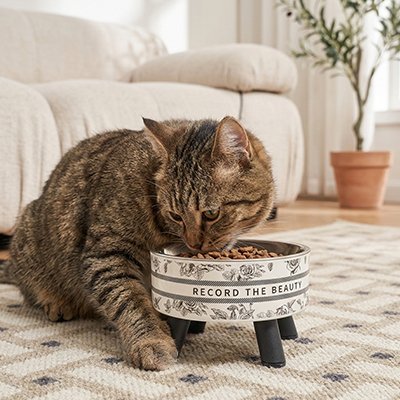 Gamelle-Chat-surélevée-chat-mange-avec-appetit