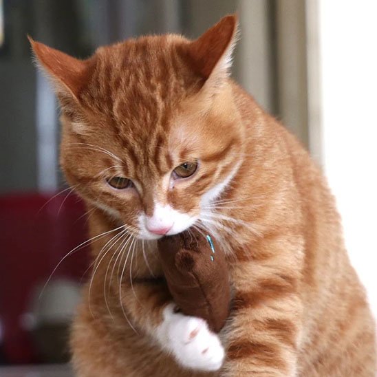 Jouet-pour-chat-jeu