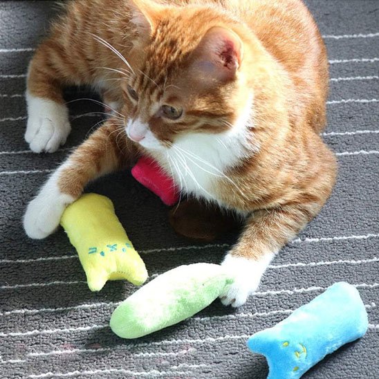 Jouet-pour-chat-joue