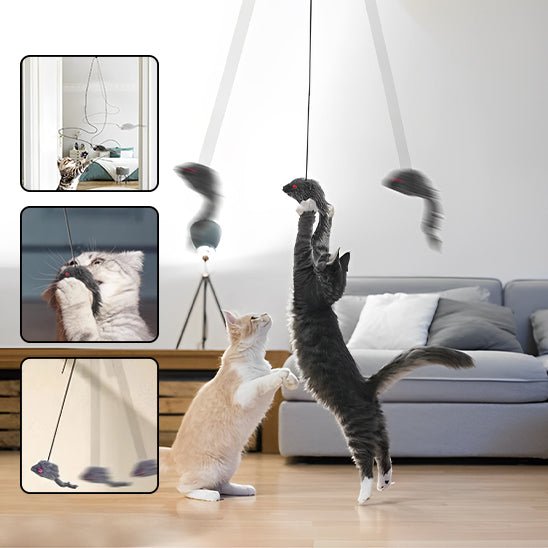 Jouet pour chat porte-cattoydoor™