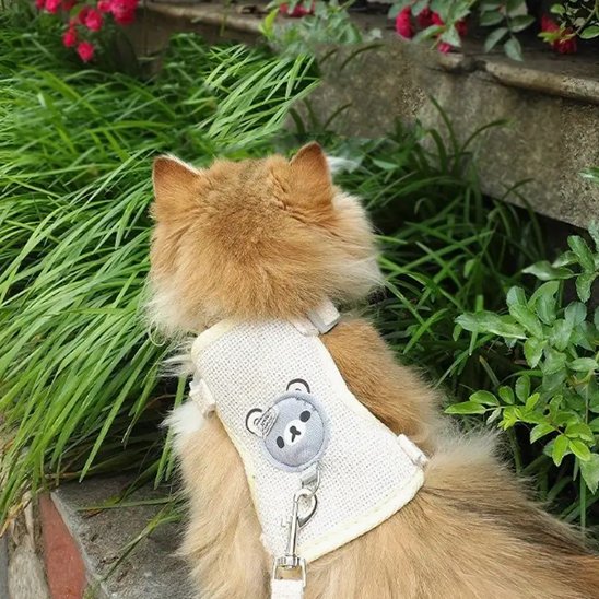 laisse-pour-chat-gris-se-promene