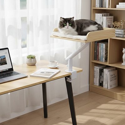 Lit-pour-Chat-le-chat-coucher-devant-fenetre